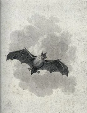 A flying short eared bat. Etching. Stock Illustration