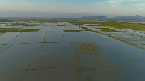 Flying up shot over rice fields rural thailand. Stock Footage 128034924