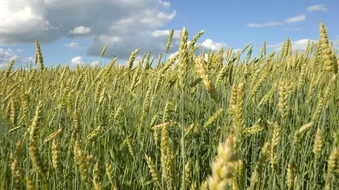 Flying shot over wheat field in sunny summer day. Slow motion Video stock 77427698