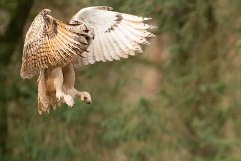 Flying siberian eagle owl shouting with open beak. Bubo bubo sibiricus Stock Photos