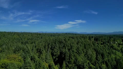Flying to the Side Above Evergreen Forest Stock Footage 249116126
