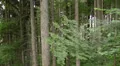 flying sidewards through forest HD Footage