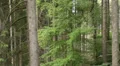 flying sidewards through forest HD Footage