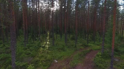 Flying sideways inside the forest Stock Footage 134794207