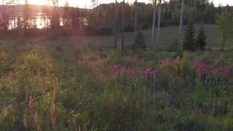 Flying sideways over a meadow Stock Footage 134800915