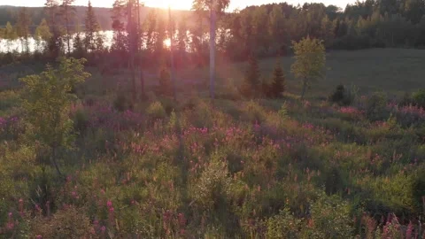 Flying sideways over a meadow Stock Footage 134801048