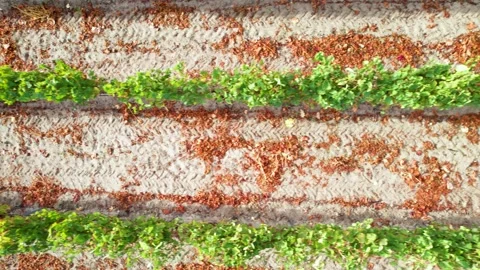 Flying Sideways Over Rows of Grape Vines Video stock 324821062