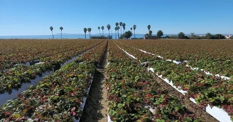 Flying sideways over strawberry fields near ocean Stock Footage 73161842