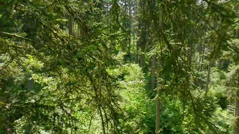 Flying sideways past tree trunks in the forest Stock Footage 316067903