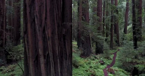 Flying sideways through redwood forest Stock Footage 73098014