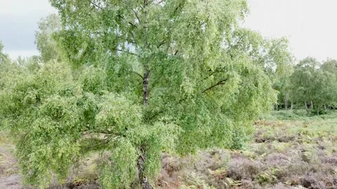 Flying up a silver birch tree Stock Footage 169043528