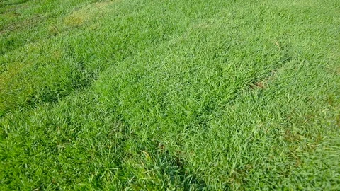 Flying slow over green grass Vídeos de archivo 115524749