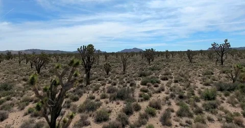Flying slow through Joshua trees in southern California desert Stock Footage 72969496