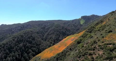 Flying slow towards patch of Golden Poppy wildflowers in bloom Stock Footage 72936207