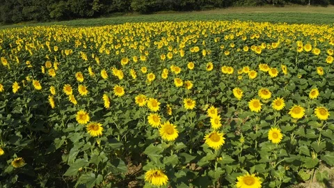 Flying slowly forward over a field of yellow sunflowers. Video stock 116413062