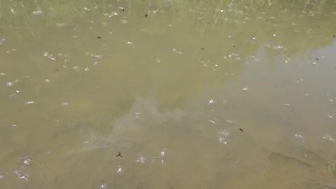 Flying small insects above the surface of a pond Stock Footage 310172016