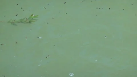 Flying small insects above the surface of a pond Stock Footage 310172024