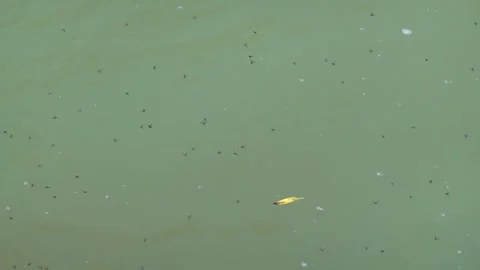 Flying small insects above the surface of a pond Stock Footage 310173667