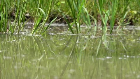 Flying small insects above the surface of a pond Stock Footage 310174298