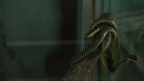 Flying Snake Vídeos de archivo 119345027