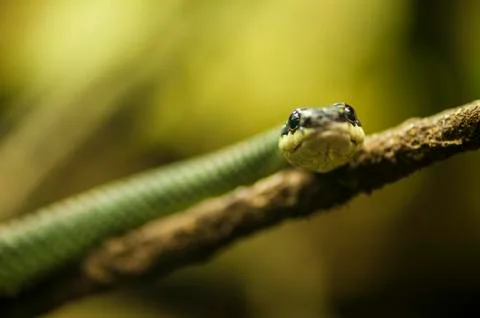 Flying snake Stock Photos