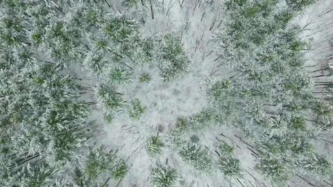 Flying Into Snow Covered Forest 스톡 동영상 124369235