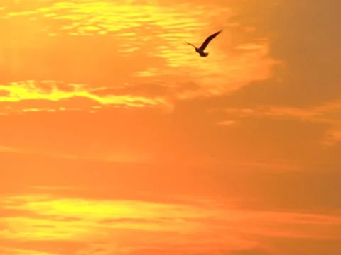 Flying Snow Egret bird  Stock Footage 8697353