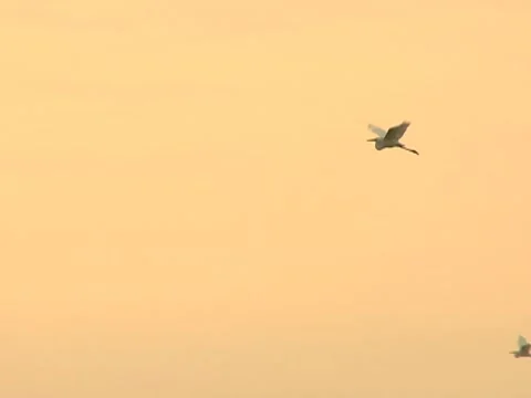 Flying Snow Egret bird  Stock Footage 8697455