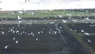Flying With Snow Geese In Slow Motion Aerial Stock Footage
