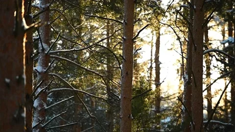Flying Snow in Pine Forest is Illuminated by the Sun in Slow Motion Stock Footage 170554556