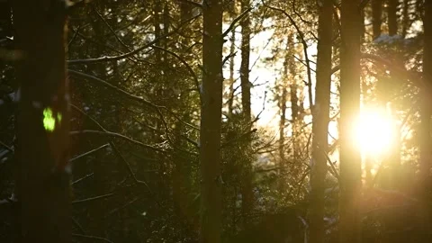 Flying Snow in Pine Forest is Illuminated by the Sun in Slow Motion Stock Footage 170554559
