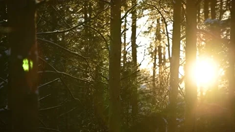 Flying Snow in Pine Forest is Illuminated by the Sun Stock Footage 170554810