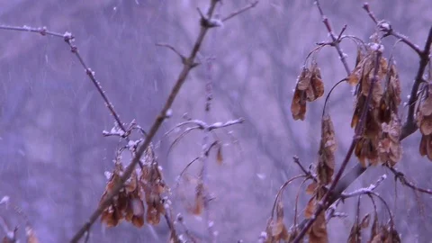 Flying snowflakes on a background of trees Video stock 130140524
