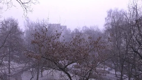 Flying snowflakes on a background of trees Stock Footage 130140577