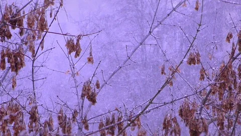 Flying snowflakes on a background of trees Stock Footage 130140610