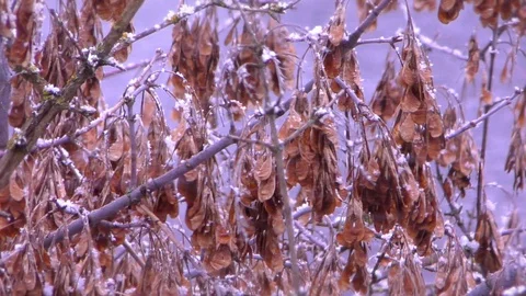 Flying snowflakes on a background of trees Stock Footage 130140650