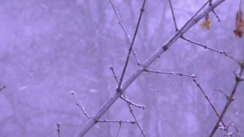 Flying snowflakes on a background of trees Stock Footage 130140768
