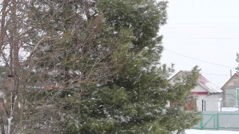 Flying snowflakes in heavy snowfall and blizzard Stock-Footage 180540492