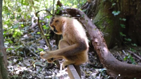 Flying sparkles around monkey sitting on tree branch animation Stock Footage 330234329