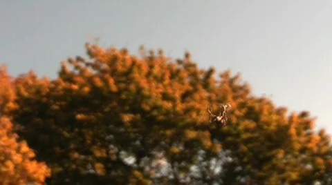 Flying spider Stock Footage 534207