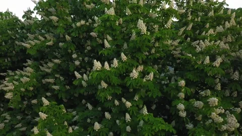 Flying in the spring along the flowering chestnuts. Stock Footage 154536402