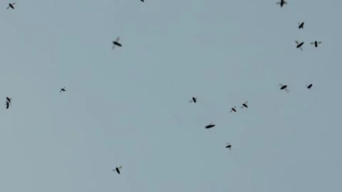 Flying spring bees Huge swarm honey insect flock starling murmuration pattern Stock Footage 133039335