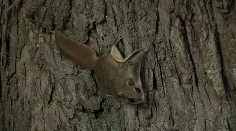 Flying squirrel clinging tree at night Stock Footage 51579102