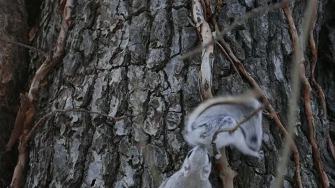 A flying squirrel that devours nuts on a branch. Video stock 159127695