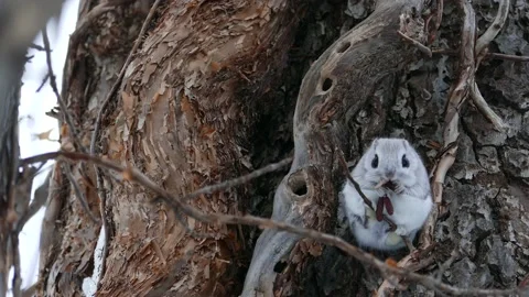 A flying squirrel that devours nuts on a branch. Video stock 159127723