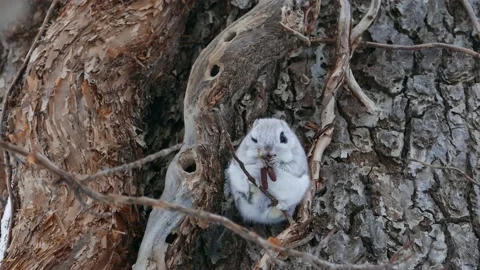 A flying squirrel that devours nuts on a branch. Video stock 159127735