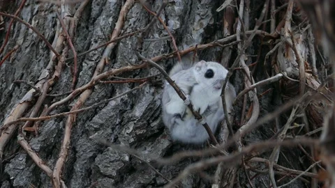 A flying squirrel that devours nuts on a branch. Video stock 159127743