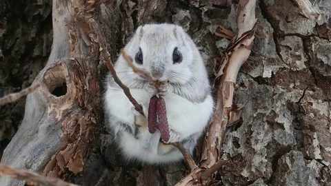 A flying squirrel that devours nuts on a branch. Video stock 159127898
