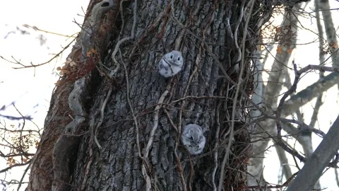 A flying squirrel that devours nuts on a branch. Video stock 159127899