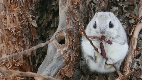 A flying squirrel that devours nuts on a branch. Video stock 159127927